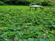 �{�n�₷�炬�̗��i�͂����j�̎ʐ^2