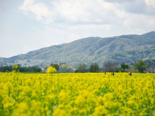 ��Ȑ�͐�~�̍؂̉�