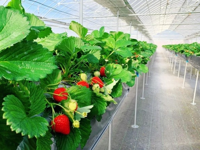 �T�j�[�Y�t�@�[���̎ʐ^1