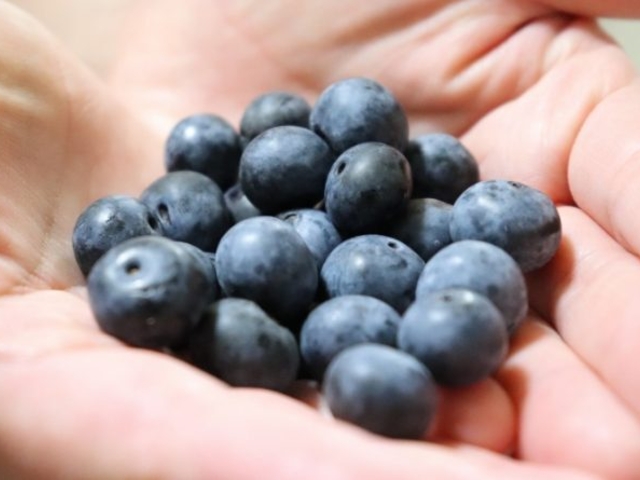 �x���[�x���[�t�@�[���킫�܂��̎ʐ^1