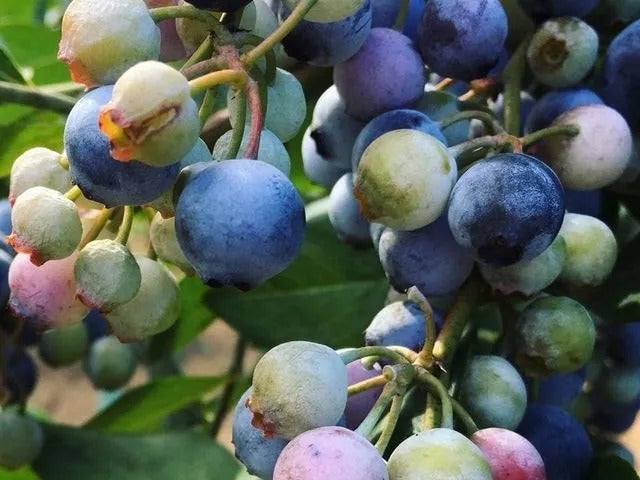 �����u���[�x���[���̎ʐ^1