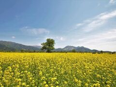 ��Ȑ�͐�~�̍؂̉Ԃ̎ʐ^1