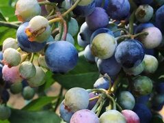 �����u���[�x���[���̎ʐ^1