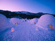 ���܂���̗��̎ʐ^2