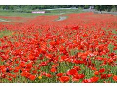 ���܂΂�Β��R�Ԍ����@�u�t�̉Ԃ܂�v�̎ʐ^1