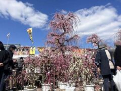 ������ЃZ�������ʋ��^�@���܂��Ət�̐A�؎s�̎ʐ^1