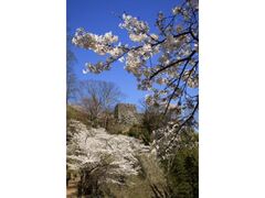 ����Ղ̍��̎ʐ^1