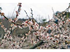 ���c������ܔ~�܂�̎ʐ^1