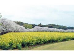 ���s�Ԃ܂�̎ʐ^1