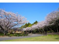 �{�茧�����a������̍��̎ʐ^1