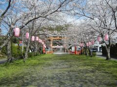 �V�c�_�ЎQ���̍����؂̊J�Ԃ̎ʐ^1