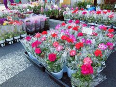 �����؁u���s�v�̎ʐ^1