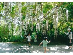 �r�I�X�̋u�@���̉ԍՂ�@�������̎ʐ^1