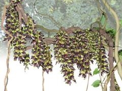 �C���J���_�Ԃ߂���̎ʐ^1