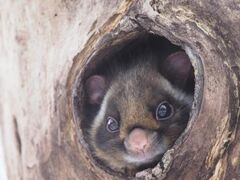 �쒹�̐X�l�C�`���[�E�H�b�`���O�����ԃ��T�T�r�E�H�b�`���O�̎ʐ^1