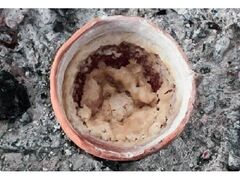 �����Â���̌��̎ʐ^1