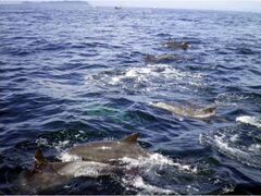 �C���J�E�H�b�`���O�i�V���j�̎ʐ^1