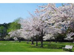 �����׌����̍��̎ʐ^1