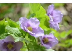 �V���l�A�I�C�Ət�̖�̉Ԃ܂�̎ʐ^1