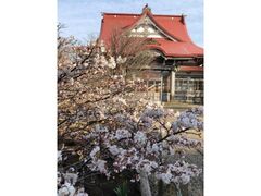 �������̃`�V�}�U�N���̎ʐ^1