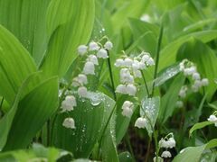 �������Ϗ܉�̎ʐ^1