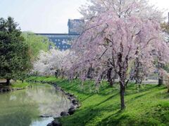 ���������̍��̎ʐ^1