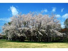 �k�C�����^��������̍��̎ʐ^1