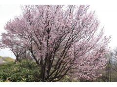 ���R�L�O�����̍��̎ʐ^1