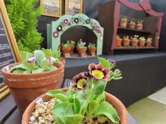 �T�N���\�E���p�ف`���{�≢�ẴT�N���\�E�̓W���`�̎ʐ^1