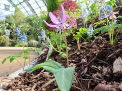 �S�������΂̃Z���^�[�@�t�̉ԓW�`�ꑫ�����t�̂��m�点�`�̎ʐ^1