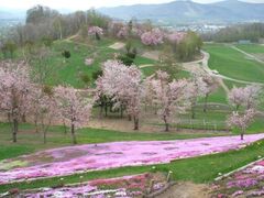 ���z�̋u���񂪂�����̂�����i�G�]���}�U�N���j�̎ʐ^1