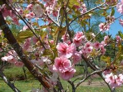 ���z�̋u���񂪂�����̔��d���̎ʐ^1