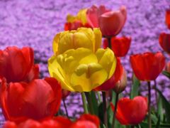 ���z�̋u���񂪂�����̃`���[���b�v�̎ʐ^1