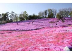 ���z�̋u���񂪂�����̃V�o�U�N���̎ʐ^1