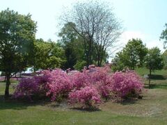 ���z�̋u���񂪂�����̃G�]�����T�L�c�c�W�̎ʐ^1