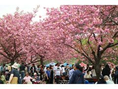 �F�ΐ��N���s���̍��̎ʐ^1