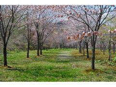 ���ɂ�΍������̍��̎ʐ^1