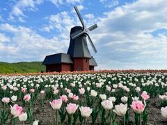 �䂤�ׂ`���[���b�v�t�F�A�̎ʐ^1