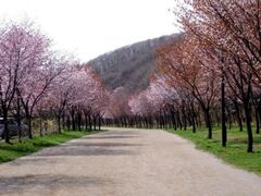 �Ϗ��q�@�΃P�u�����̍��̎ʐ^1