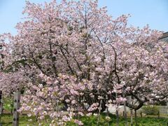 ���P���̍��i�������j�̎ʐ^1