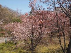 �j�P�u�����̍��̎ʐ^1