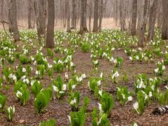 �ԑ��ΔȂ̃~�Y�o�V���E�̎ʐ^1