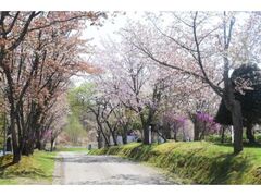 �ÒO�ʗ΃P�u�����̍��̎ʐ^1