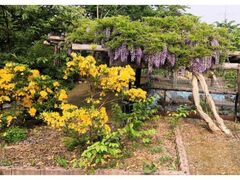 �ÒO�ʗ΃P�u�����̂��Ɠ��̎ʐ^1