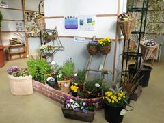 �t�̃p���W�[�E���B�I���W�̎ʐ^1