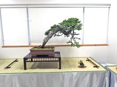 �k�C���̖~�͂Â���5���W�̎ʐ^1