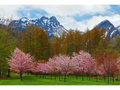 ���z�̗��L�����v��̍��̎ʐ^1