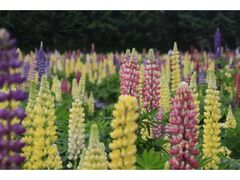 ��Â��葺�@��䇋��@���s�i�X�܂�̎ʐ^1