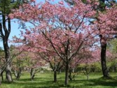 ���R�����u�t�܂�v�̎ʐ^1