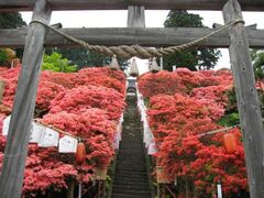 �V�����܂�̎ʐ^1